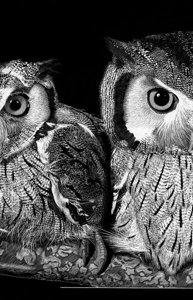 exposicao_otus_leucotis