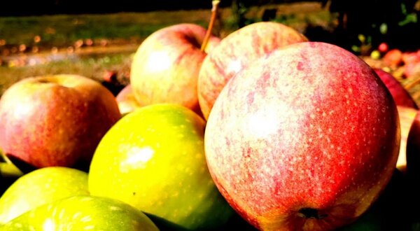 apple_fruit